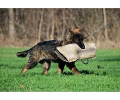 Nemački ovčar radni psi na prodaju