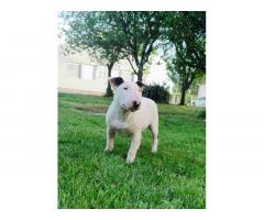 Standard Bull Terrier  stenci na prodaju