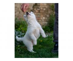 Sibirski Haski prelepo žensko štene