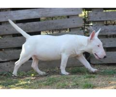 Mini Bull Terijer štenci | Miniature Bull Terrier