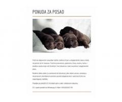 Potreban radnik u odgajivačnici pasa u Italiji