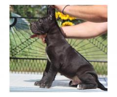 Cane Corso štenci