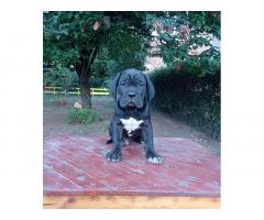 Cane Corso