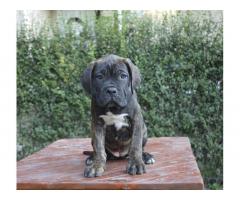 Cane Corso