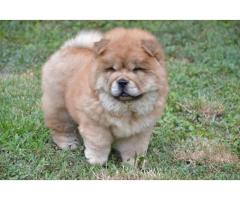 Na prodaju stenci CHOW CHOW, stari dva meseca