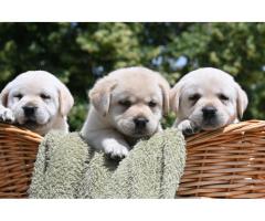 Labrador retriver štenci