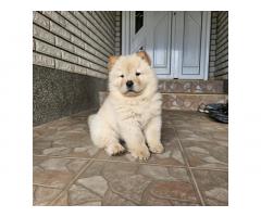 Čau čau (Chow chow) mužjaci