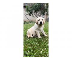 Labrador retriver