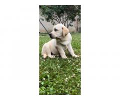 Labrador retriver