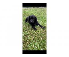 Labrador retriver