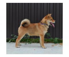 Shiba Inu štenci