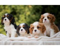 CAVALIER KING CHARLES  spaniel štenci