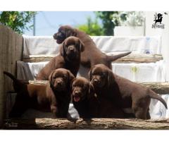 Labrador Retriver štenci