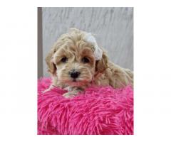 Preslatke bebice MALTIPOO