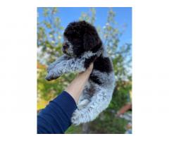 Lagotto Romagnolo štenci