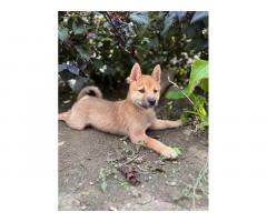 Štenci Shiba inu