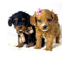 Cavapoo-kavapu (Cavalier + toy pudla)