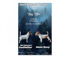 JACK RUSSELL TERIER Tarik i Troja