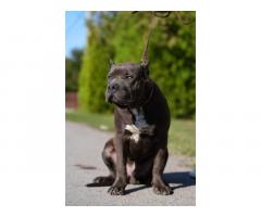 American Bully XL muško štene