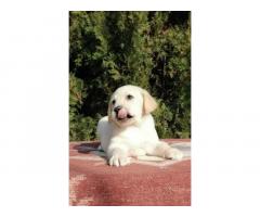 Labrador retriver