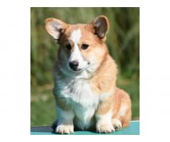 Velski korgi/Welsh Corgi Pembroke