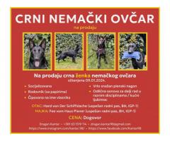 Crni Nemački Ovčar