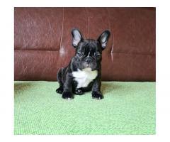 Francuski Buldog PRELEPI štenci