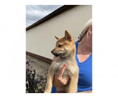 Shiba inu štenci