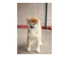 Akita Inu