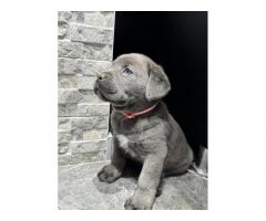 Cane corso