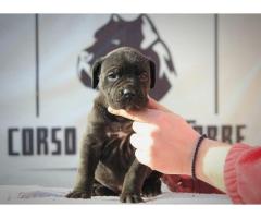 Cane Corso štenci