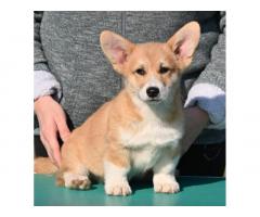 Velski korgi/Welsh Corgi Pembroke