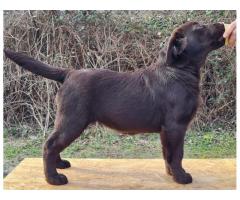 Labrador retriver čokoladni štenci