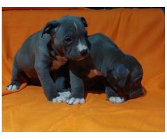 American bully XL