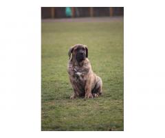 Presa Canario prelepi štenci