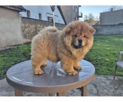 Na prodaju stene Chow Chow staro tri meseca