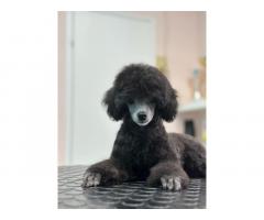 Toy Pudla