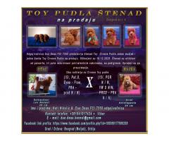 Toy Pudla