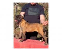 Cane Corso štenci