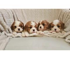 Cavalier King Charles Spaniel, štenad vrhunskog kvaliteta