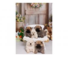 CHOW CHOW stenci