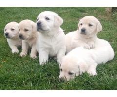 Prelepi, čistokrvni štenci labradora