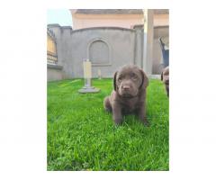 Labrador retriver