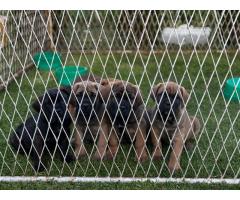 Cane Corso VRHUNSKI štenci