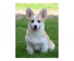 Velski korgi/Welsh Corgi Pembroke