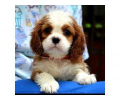 Cavalier King Charles španiel - blenheim i tricolor