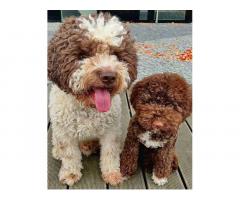 Dostupno novo leglo LAGOTTO ROMANJOLO