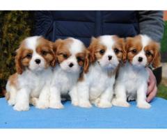 Dostupni štenci Cavalier King Charles španijela