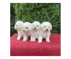 Na prodaju Bichon stenci