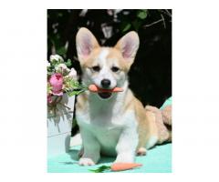 Velski korgi/Welsh Corgi Pembroke